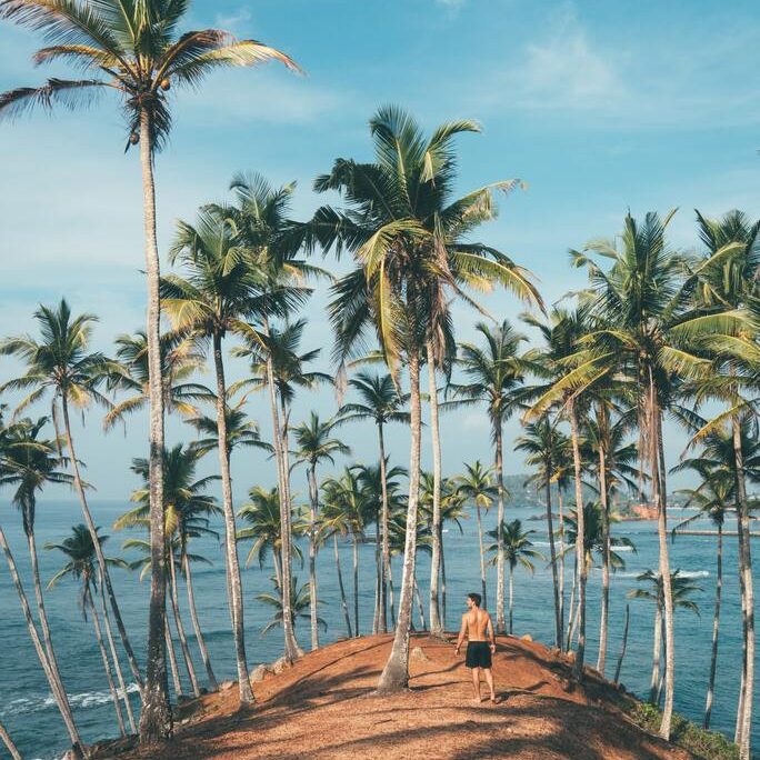 preview-gallery-person-standing-on-dirt-surrounded-by-coconut-trees-1005417 preview-gallery-person-standing-on-dirt-surrounded-by-coconut-trees-1005417